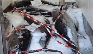 Milazzo, sequestrati 800 kg di tonno rosso