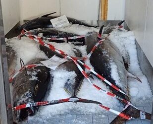 Milazzo, sequestrati 800 kg di tonno rosso