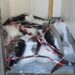 Milazzo, sequestrati 800 kg di tonno rosso