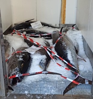 Milazzo, sequestrati 800 kg di tonno rosso