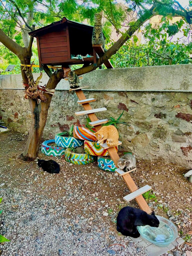 I Gatti Felici di Lipari, la storia di un’oasi dove gli animali salvano gli uomini 2