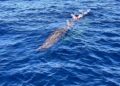 Milazzo, sequestrati 18 cannizzi illegali: recuperata anche plastica in mare