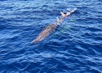 Milazzo, sequestrati 18 cannizzi illegali: recuperata anche plastica in mare
